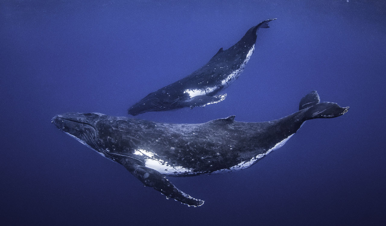 Guía Rápida de Ixtapa Zihuatanejo: del Surf al Avistamiento de Ballenas